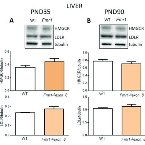 Hmgcr And Ldlr Protein Level In The Liver Of Fmr1 ∆ Exon 8 And Wt Male Download Scientific