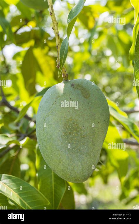 Mango Tree Mangifera Indica High Resolution Stock Photography And