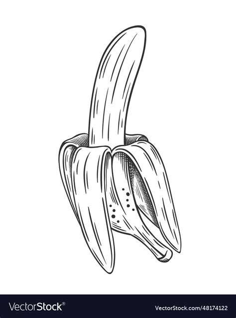 Hand Drawn Bananas Sketch Isolated On White Vector Image