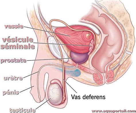 V Sicule S Minale D Finition Et Explications