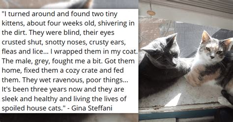 Showing Love To The Imperfect Cats Because All Cats Deserve Love