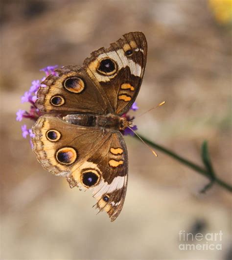 Buckeye Butterfly Southern Indiana Cropped Version Photograph By