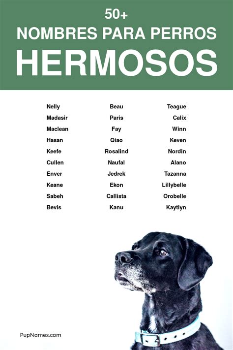 50 Nombres Hermosos Para Perros Con Significados Nombres Para