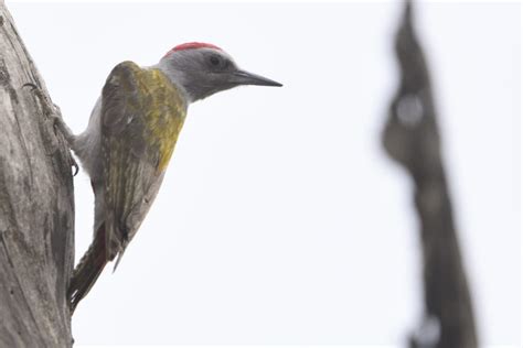 African Grey Woodpecker Holmen Birding Safaris