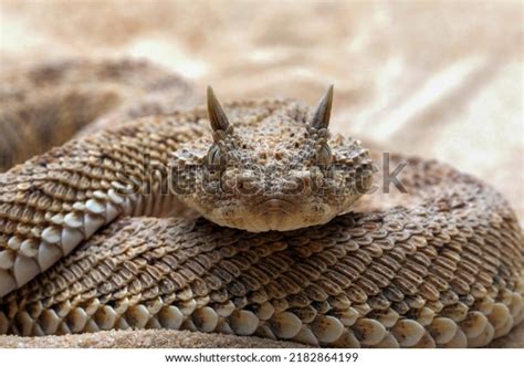 105 Saharan Horned Viper Images, Stock Photos & Vectors | Shutterstock