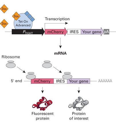 Tet-On and Tet-Off systems: second generation