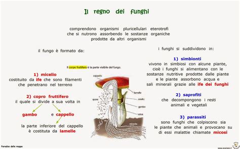 Paradiso Delle Mappe Il Regno Dei Funghi