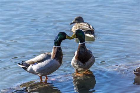 Kissing ducks stock image. Image of isolated, black, ducky - 30522597