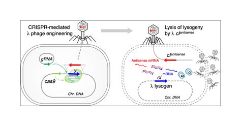 Control Of Lysogenic Escherichia Coli Cells By Synthetic Phage