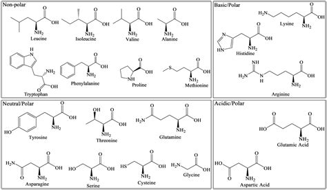 Blood circulation of hydrophobic amino acids - lockfer