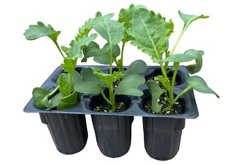 Bio Federkohl Grün Wyss Shop