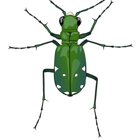 A Green Bug On A White Background