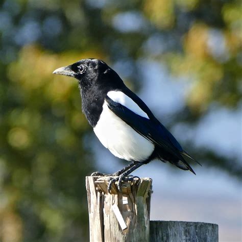 Magpie Characteristics