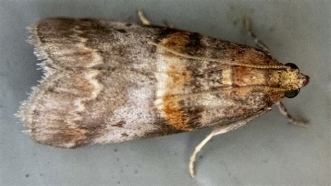 Walnut Shoot And Hickory Leafstem Borer Moths And Allies From Shepard