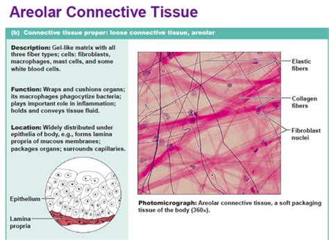 Areolar Loose Connective Tissue Function