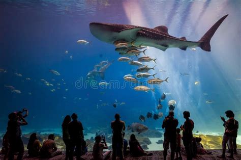 Georgia Aquarium Food Court Editorial Photo Image Of Location