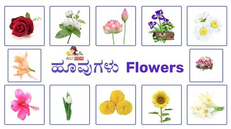 ಹವಗಳ ಹಸರ Huvugala hesaru Flowers names in kannada Learn