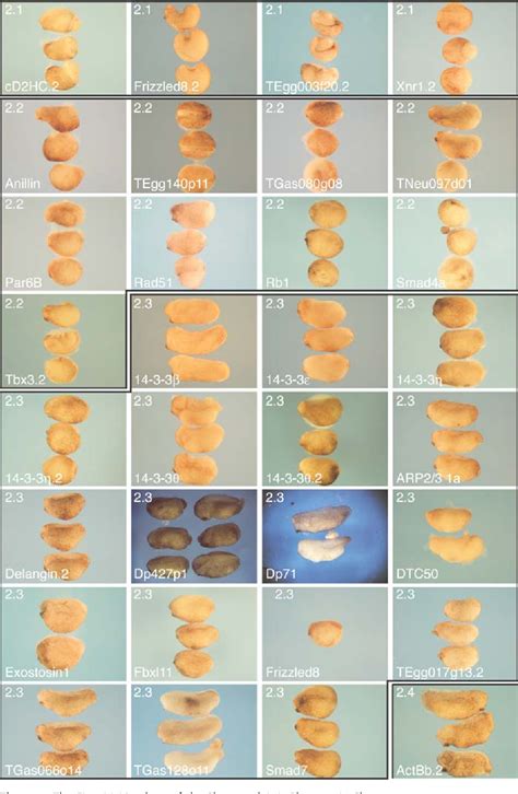 Figure From Defining Synphenotype Groups In Xenopus Tropicalis By Use