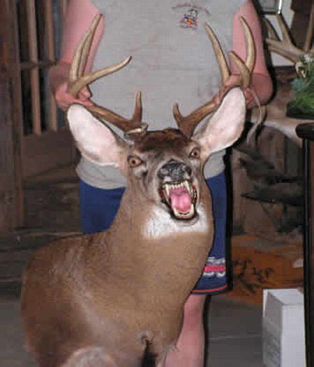 Crappy Taxidermy 60 Pics