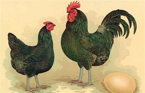 A Guide To Pedigree Purebred Heritage And Hybrid Chicken Breeds