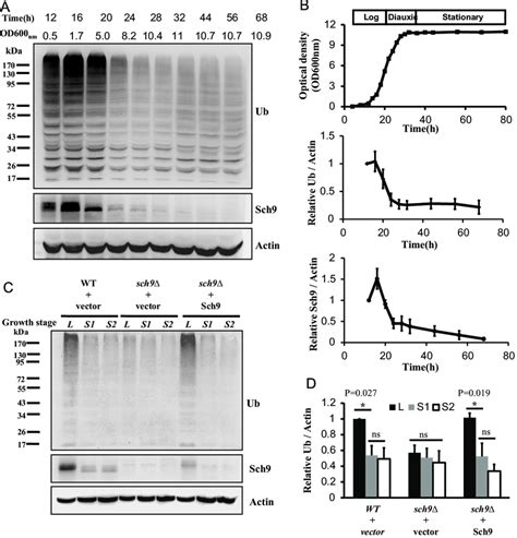 The Level Of Ubiquitinated Proteins During Cell Growth Is Regulated By