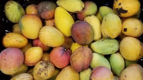 Uf Ifas Scientists Sequence Dna To Support Grow Better Florida Mangoes