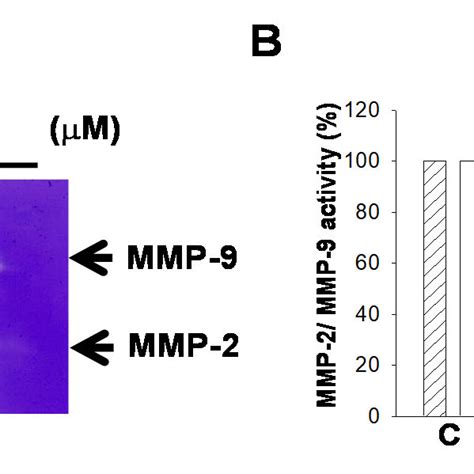 Sinulariolide Suppressed Mmp And Mmp Activities Tsgh Cells