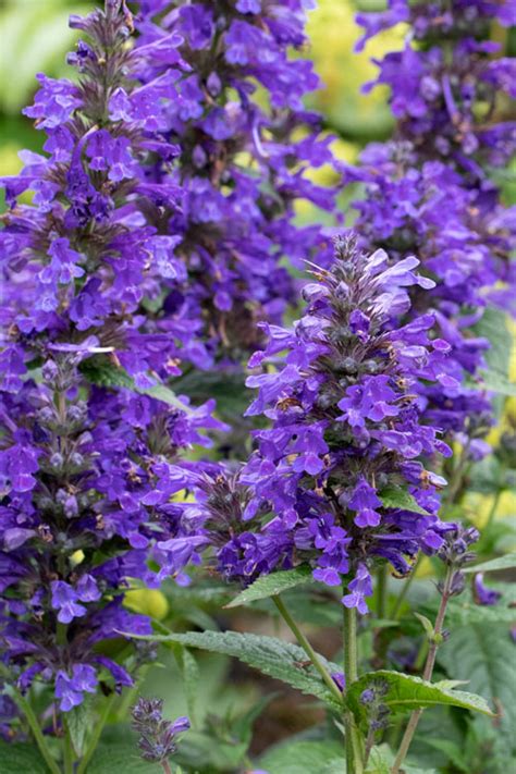 Buy Neptune Catmint Nepeta Free Shipping Wilson Bros Gardens