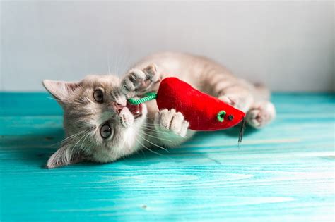 My Cat Ate A Mouse Vet Approved Dangers Prevention Catster