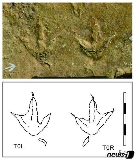 세계서 가장 오래된 물갈퀴 새 발자국 화석 발견 네이트 뉴스