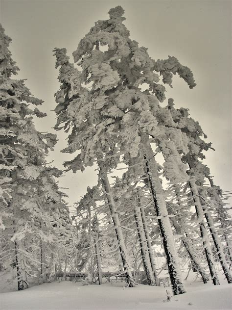 Free Images Landscape Tree Nature Forest Branch Snow Cold