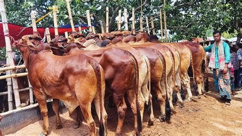 রোজ শনিবার কুষ্টিয়া জেলার বালিয়াপাড়া গরুর হাট থেকে কম দামে খামার