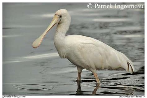 Yellow Billed Spoonbill