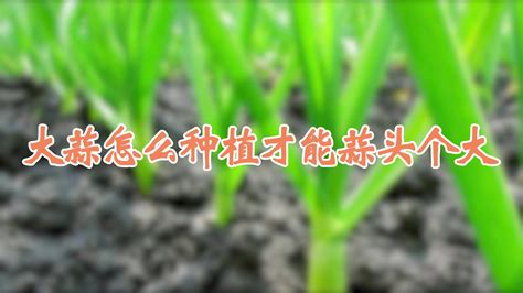 大蒜怎么种植才能蒜头个大 发财农业网