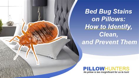 Bed Bug Free Pillows How To Identify Clean And Prevent Stains