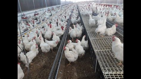 Artificial Insemination In Chicken Breeder Flocks Semen Collection