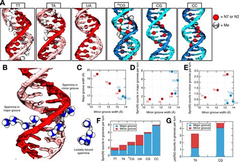 Binding Of Polycations To Major And Minor Grooves Of Dsdna A Download Scientific Diagram