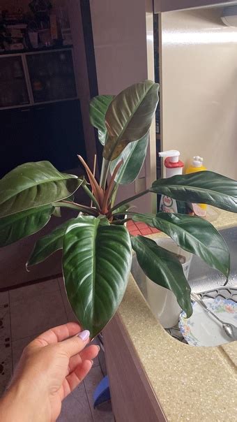 Пристраиваю взрослый Филодендрон Ред Эмеральд - Philodendron Red ...