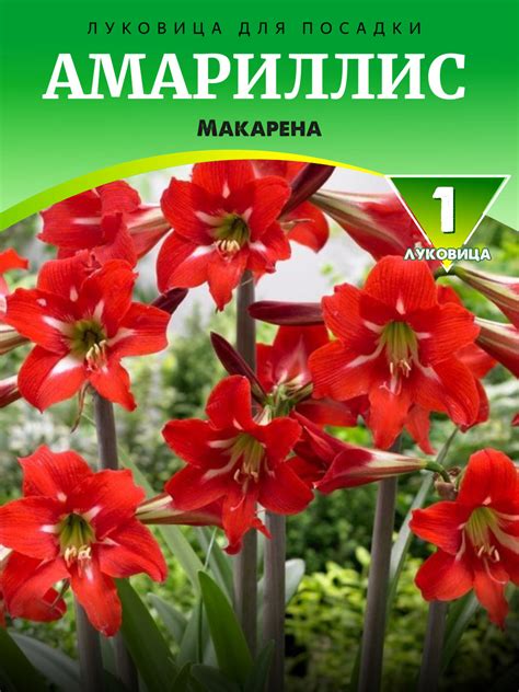 Амариллис Макарена - Цена на саженцы в питомнике Зеленый Сад Крым
