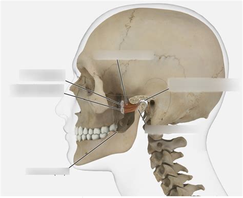 Lab Exam 3 Axial Skeleton Diagram 1 Diagram Quizlet