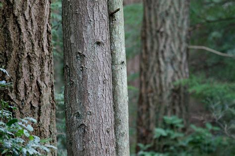 Douglas Fir And Western Hemlock Trunks In Pacific Spirit P Flickr