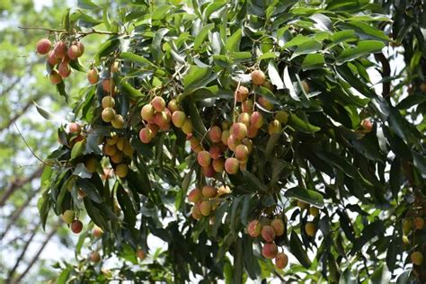 Best Practices To Grow Lychee Treesfruits Check How This Guide Helps