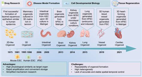 Schematic diagram of the development history of organoids. Organoids ...