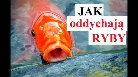 Jak Oddychaj Ryby Youtube