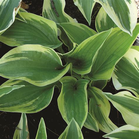 Hosta Wide Brim Van Berkum Nursery