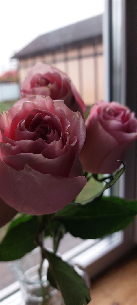 Розы 🌹 | Розы, Розовые розы, Весна