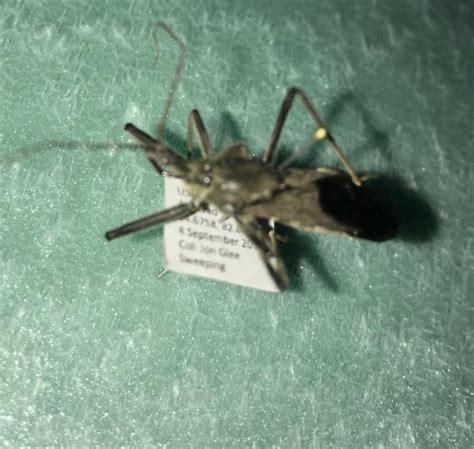 Pinned Specimen Bugguidenet