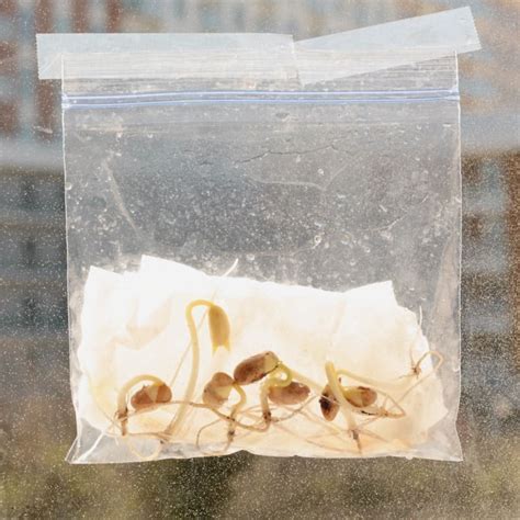 Germinating Seeds in a Bag: Science Experiment for Kids - Life Over Cs