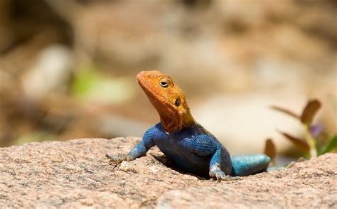 Lagarto De Fuego Agama Agama Reptil Subsahariano De Inconfundibles Y