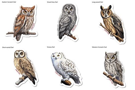 Owl Stickers Set 2 6 Species